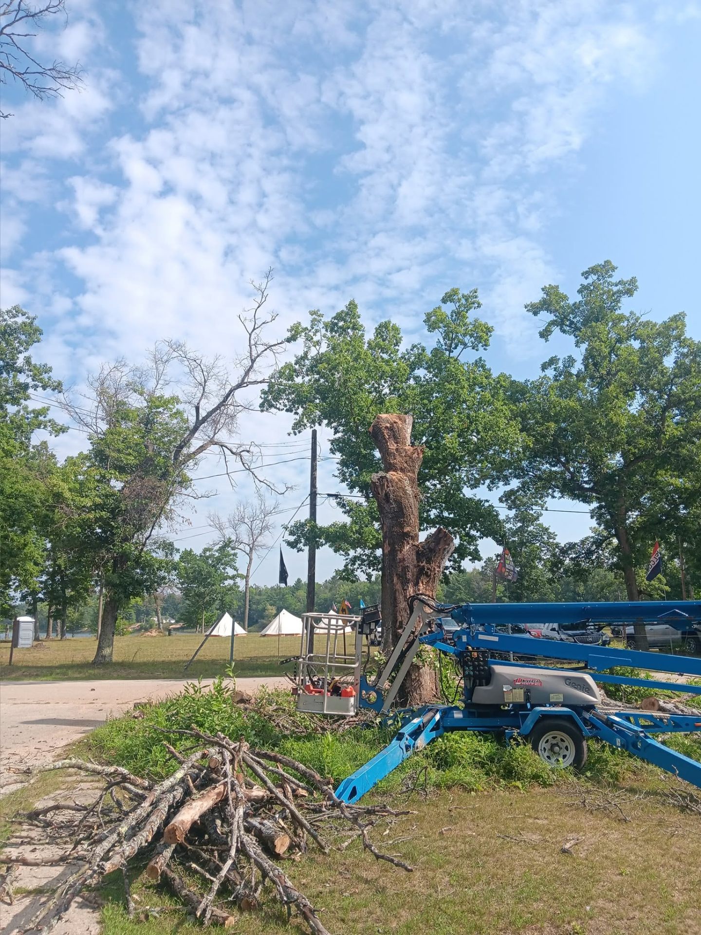 Tree Trimming & Pruning